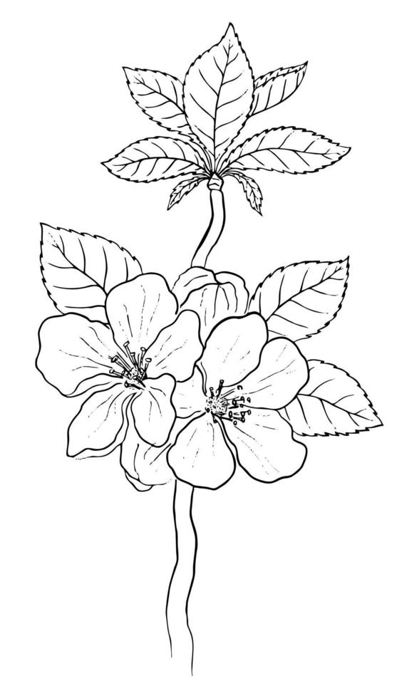 VECTOR DRAWING OF A BLACK BRANCH OF A FLOWERING APPLE TREE ON A WHITE BACKGROUND