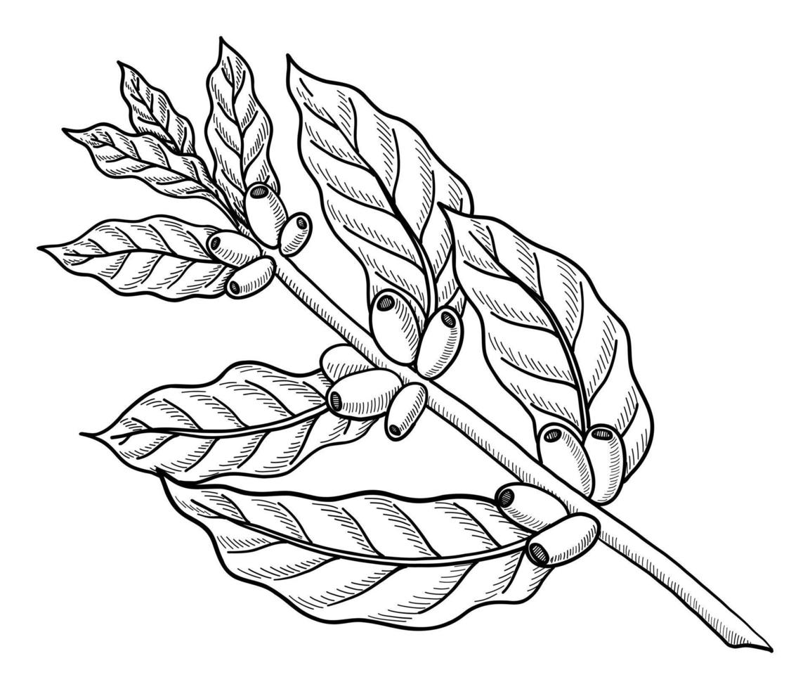ilustración vectorial de una ramita de café aislada en un fondo blanco. garabato dibujando a mano vector