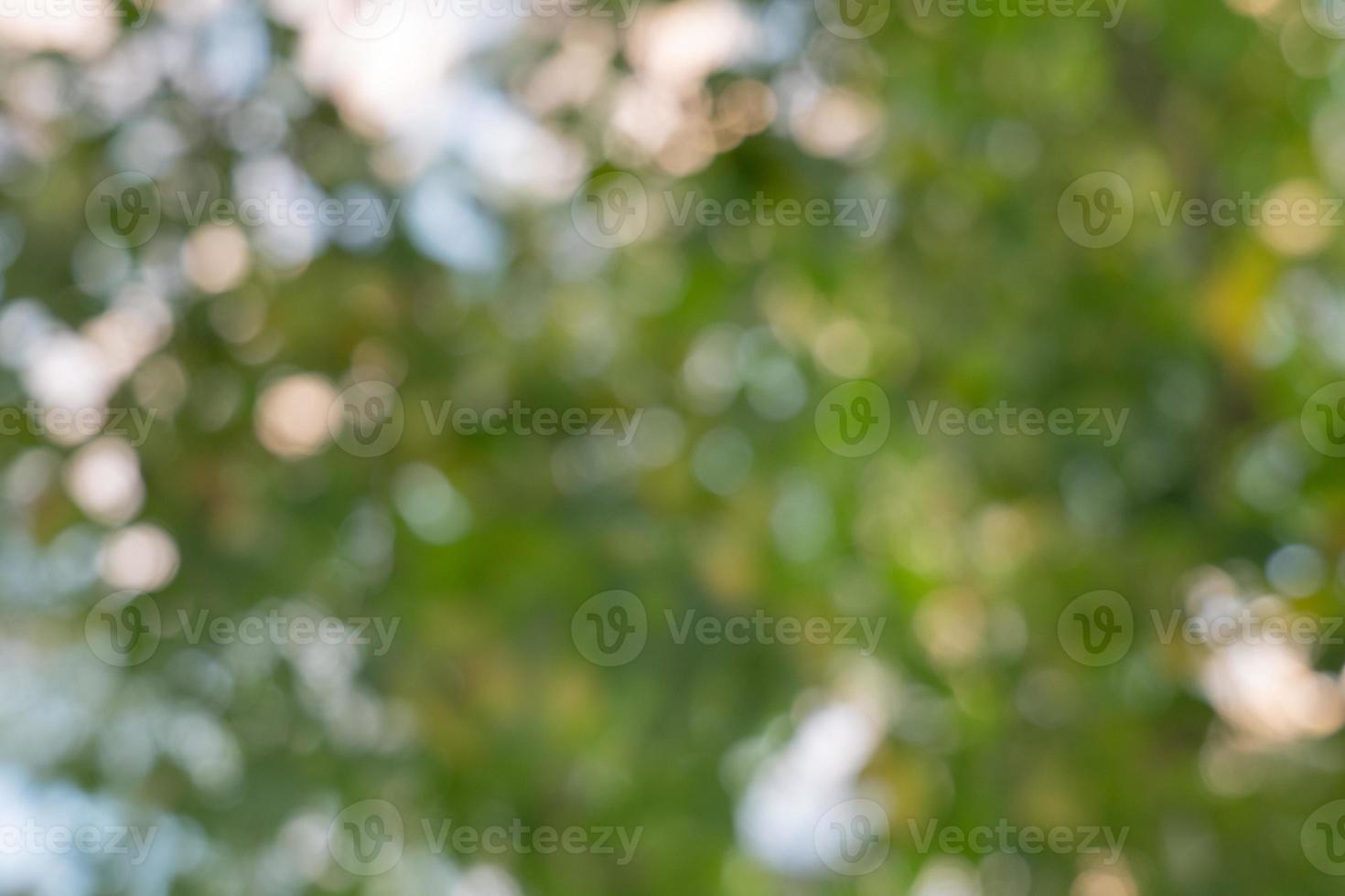 Abstract green nature bokeh background. Soft background blur of natural foliage. photo