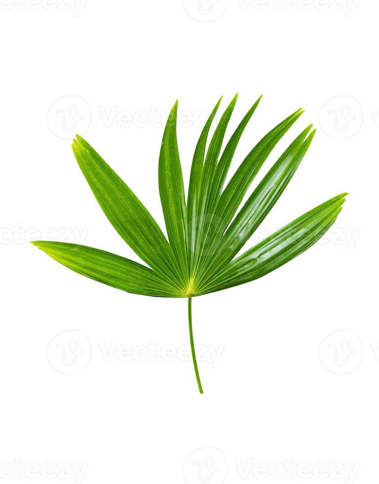 Palm leaves isolated on white background include clipping path photo