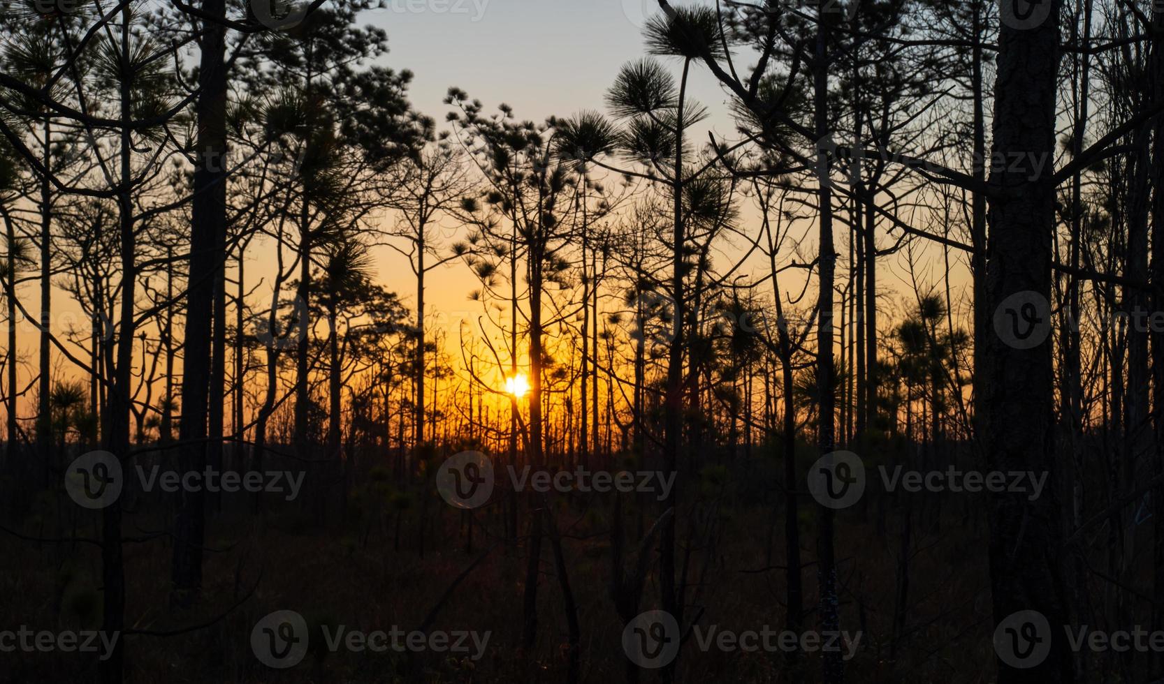 Beautiful sunrise in coniferous forest. Early morning with sunlight sunbeams through in pine forest landscape. photo