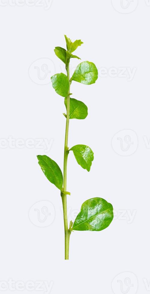 Fresh green leaves branch isolated on white background clipping path include. photo