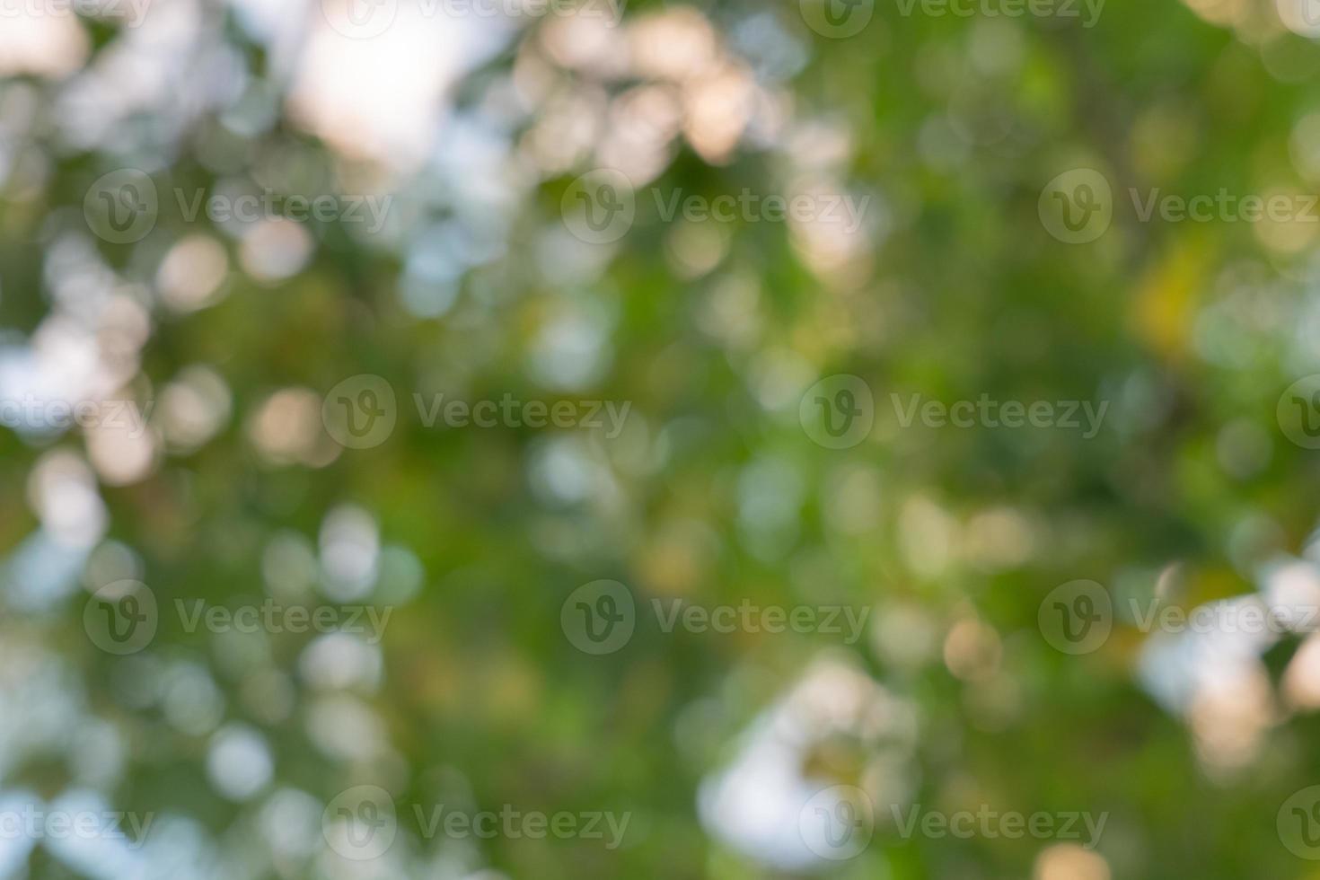 Abstract green nature bokeh background. Soft background blur of natural foliage. photo