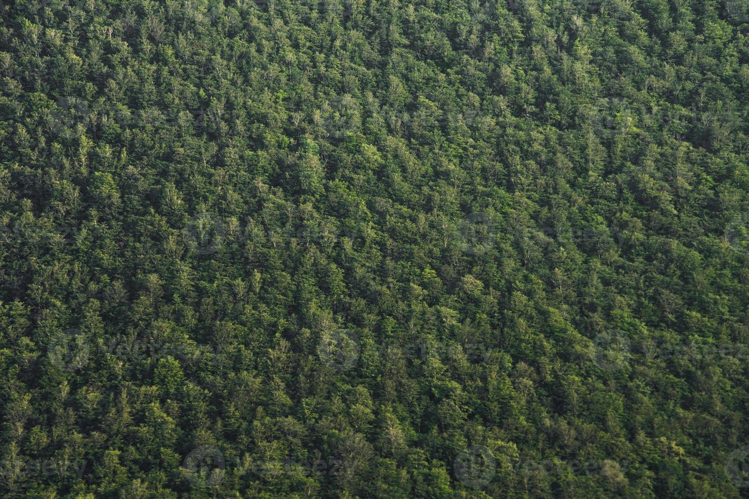 Dark gloomy forest aerial photography, top view. Dark forest, night view. Nature at night. Forest dark landscape. photo