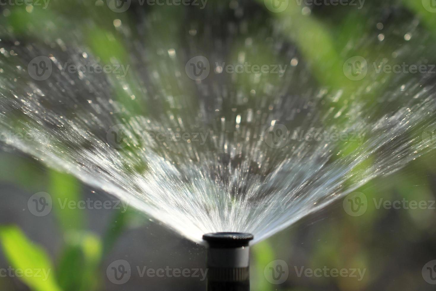 Irrigation system watering green plant photo