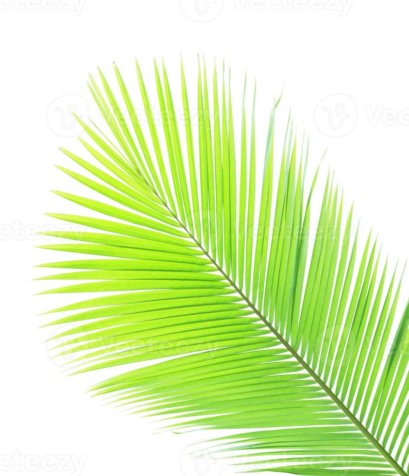 Coconut leaf isolated on white background photo