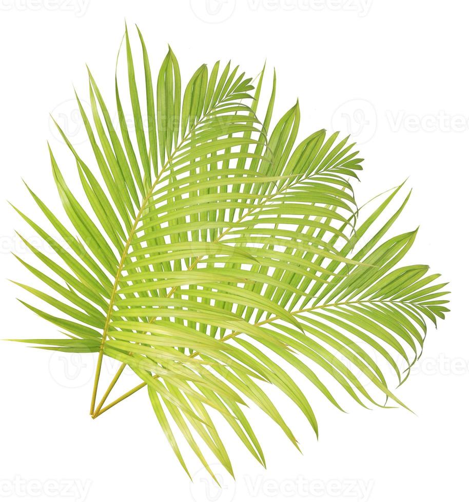Green palm leaf isolated on white background photo