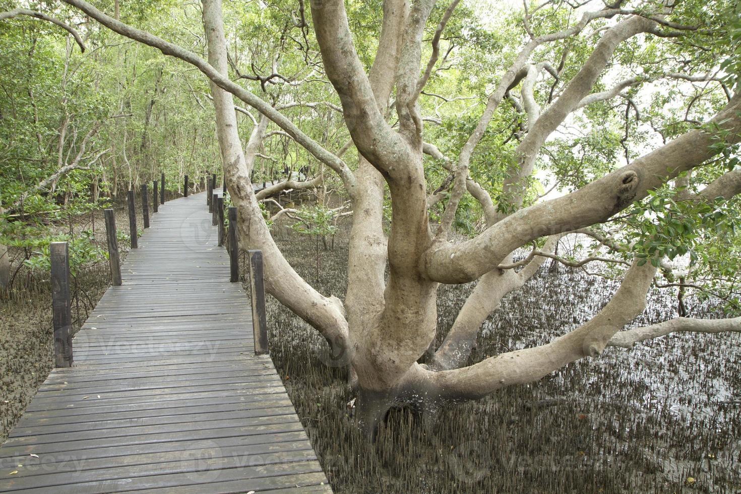 paseo marítimo de madera a lo largo del bosque de manglares tropicales foto