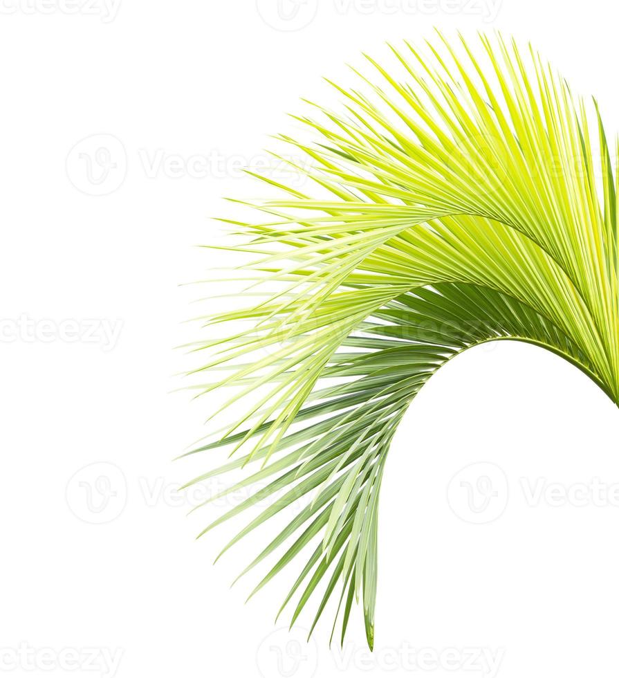 Palm leaf isolated on white background photo