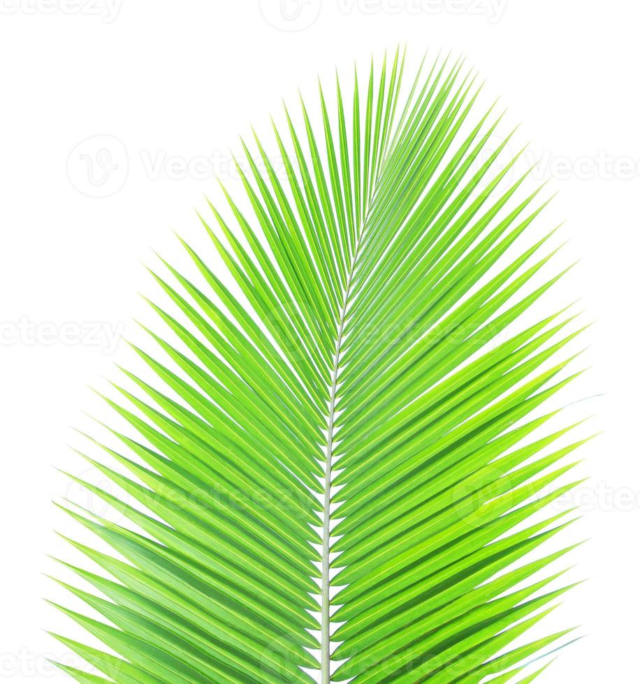 Green coconut leaf isolated on white background photo