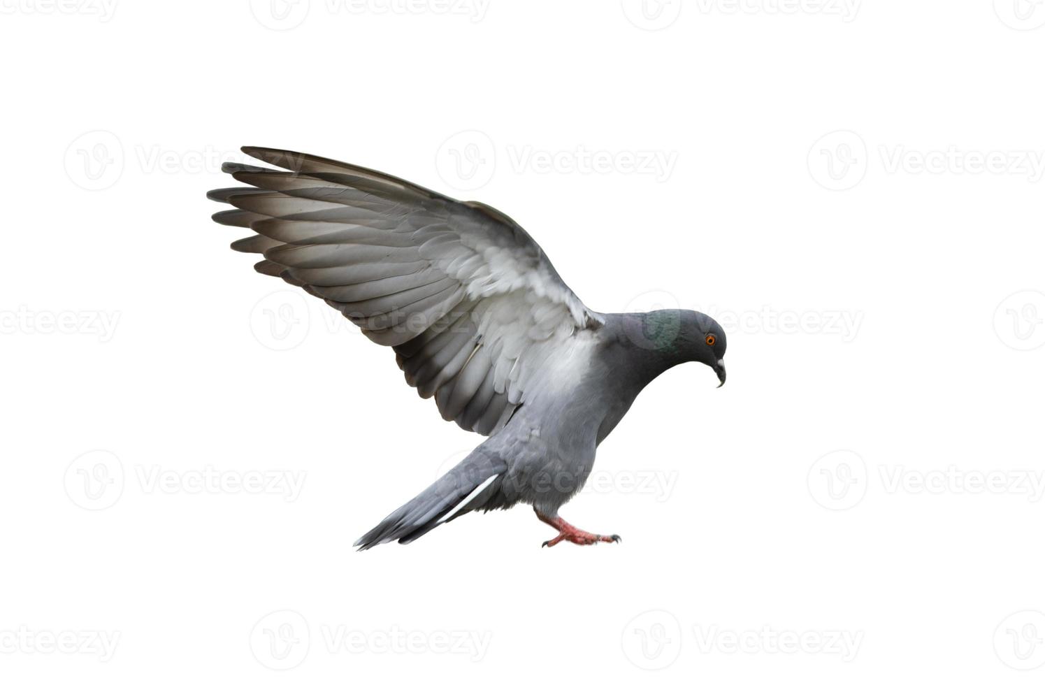Pigeon spread wings isolated on white background photo