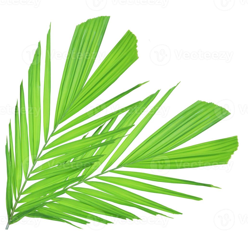 Green palm leaf isolated on white background photo