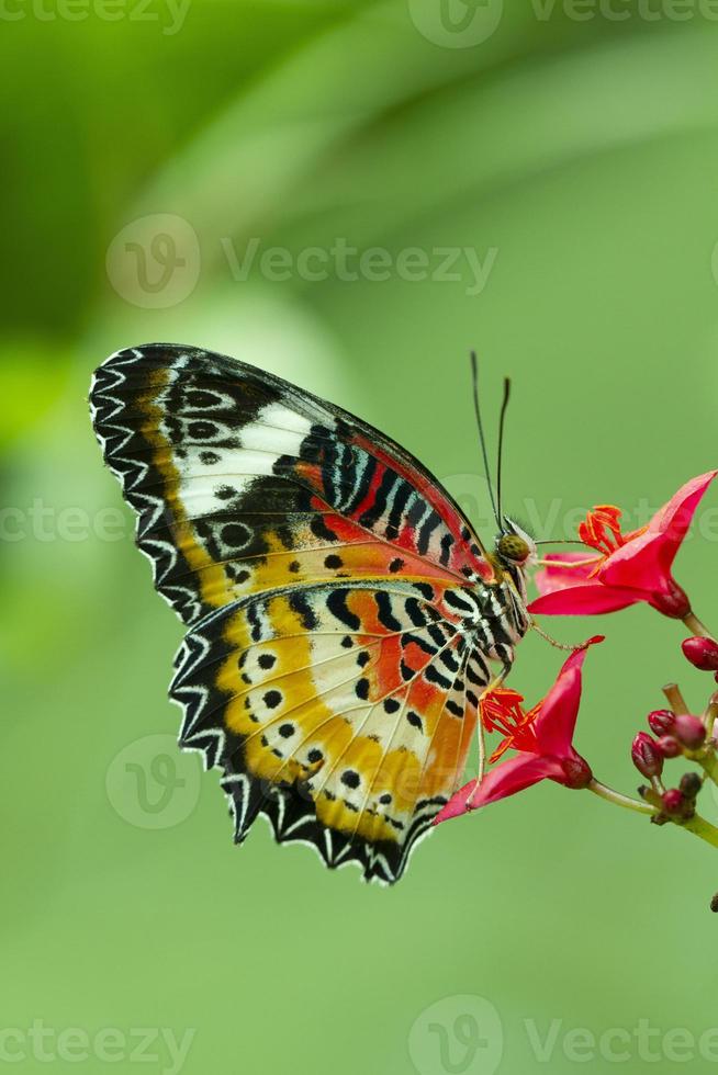 flor de polinización de mariposa leopardo con fondo de naturaleza verde foto