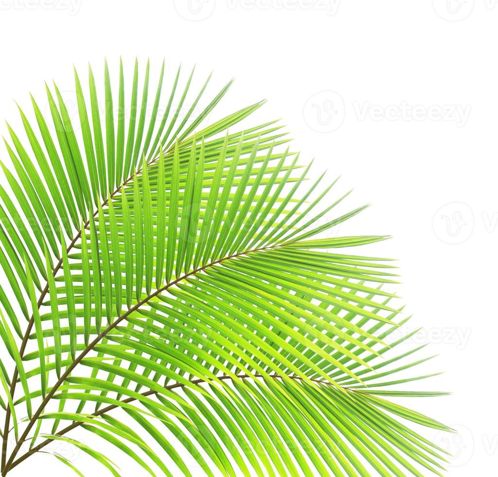 coconut leaf isolated photo
