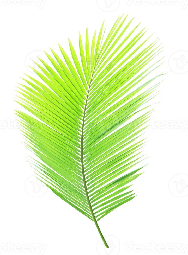 Green palm leaf isolated on white background photo