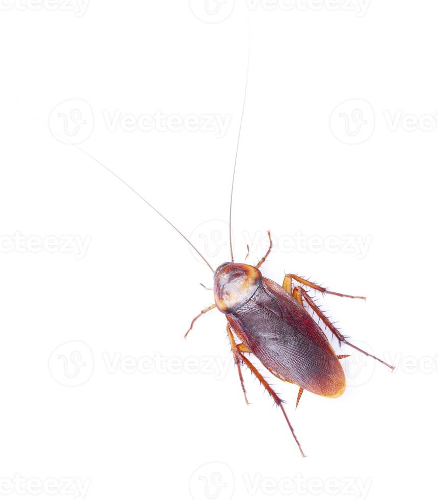 cucaracha aislado sobre fondo blanco foto