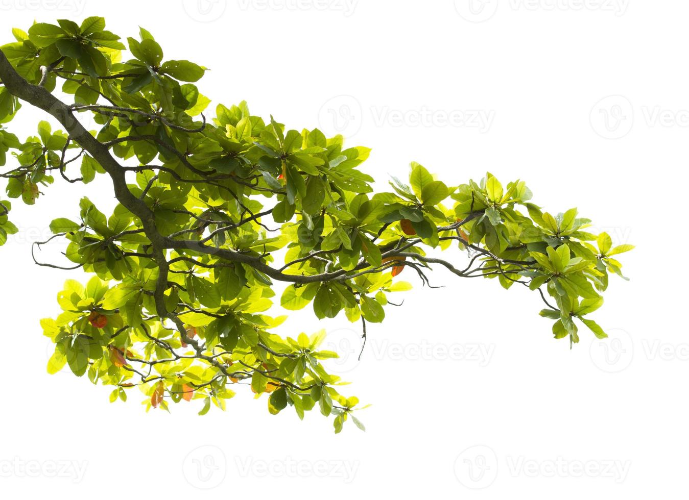 Green leaves and branches isolated on white background for abstract nature environment or background photo