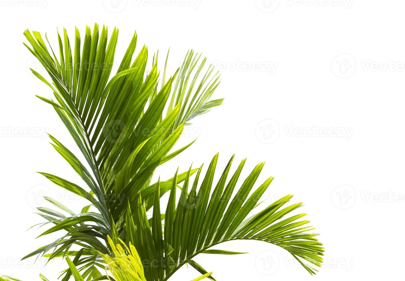 Green palm tree photo