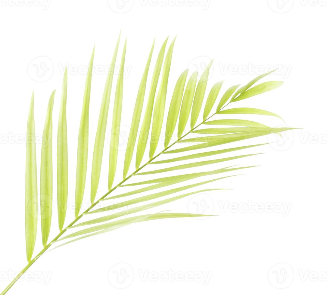 Green palm leaf isolated on white background photo