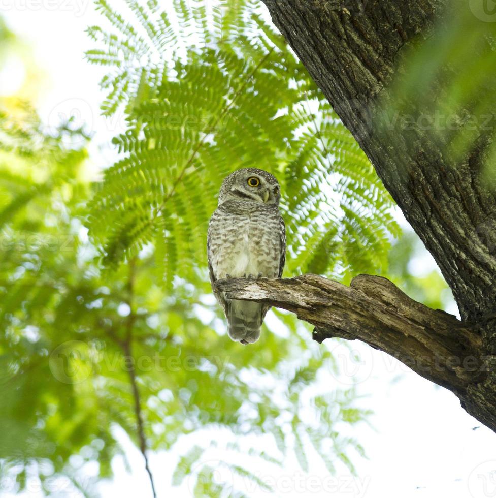 Owl on green tree photo