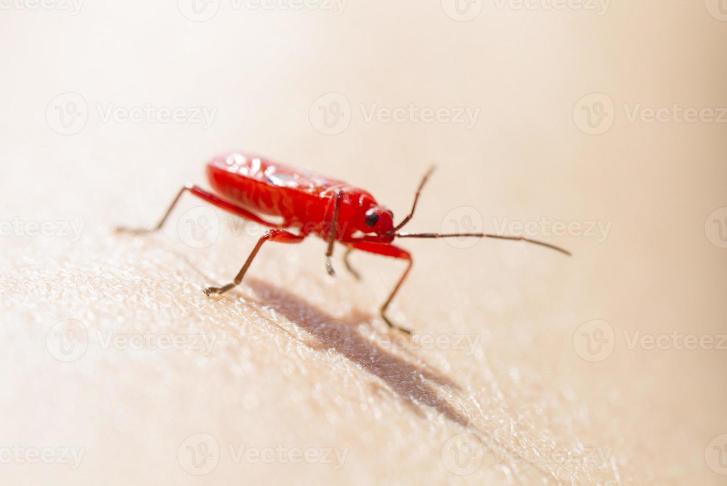 Red young firebug on human skin photo