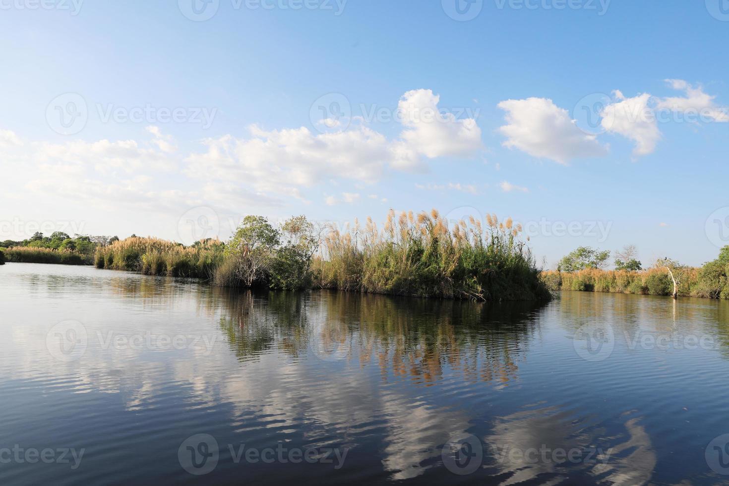 Cajuput tree at swamp flooded forest in water with blue sky background photo