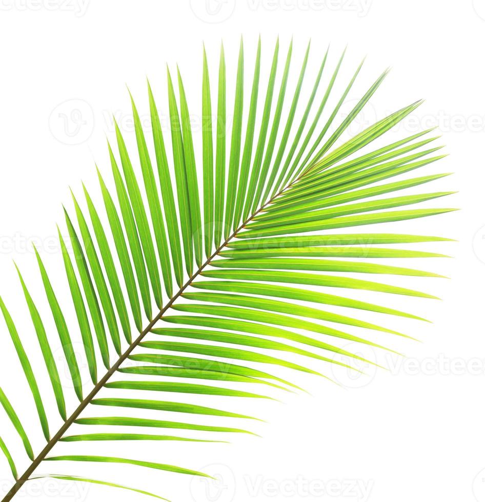 Coconut leaf isolated on white background photo