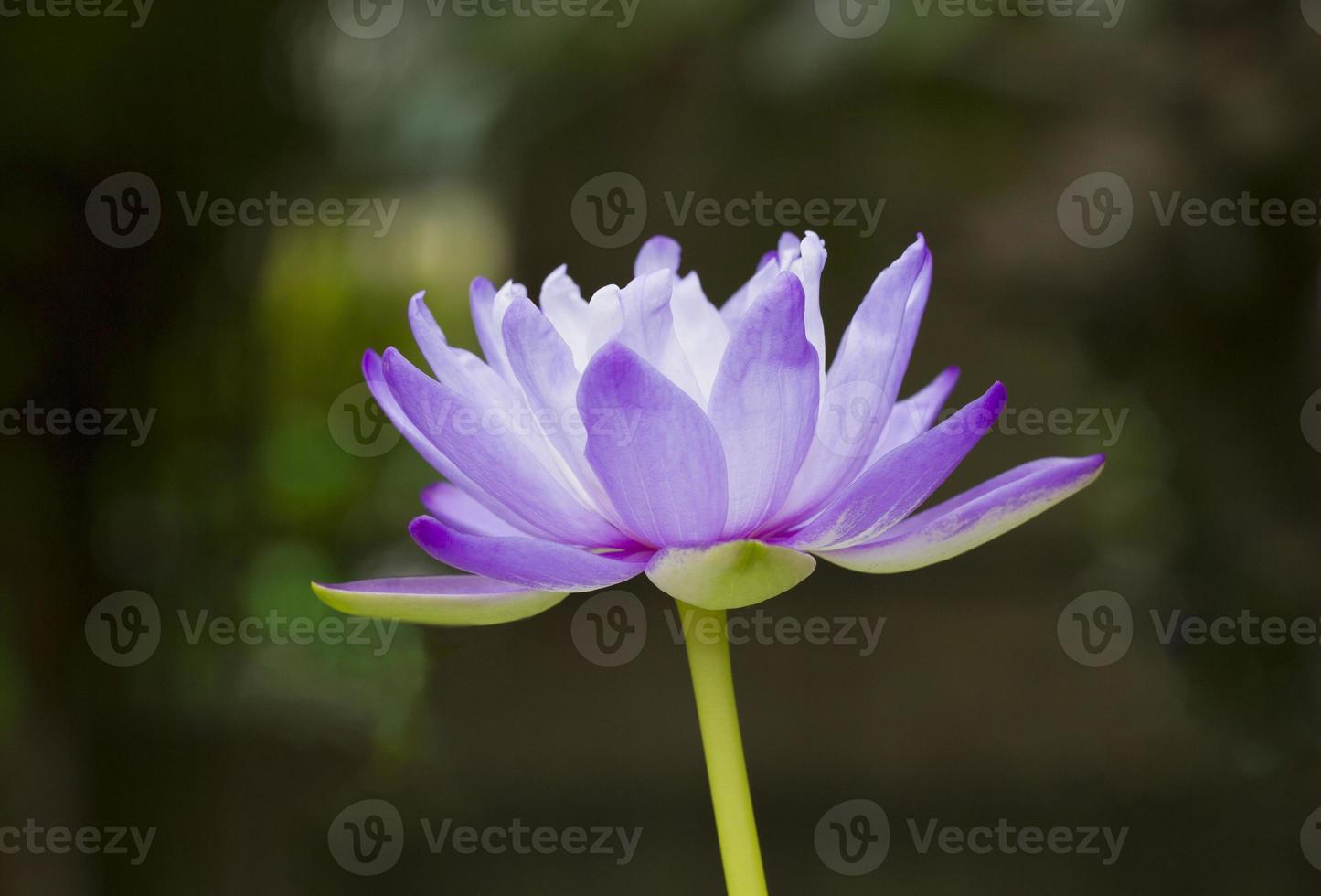 Purple waterlily with blurred background photo