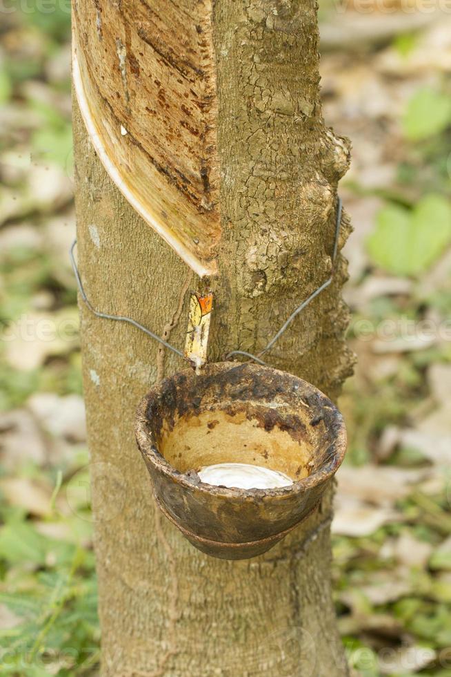 Tapping latex from a rubber tree photo