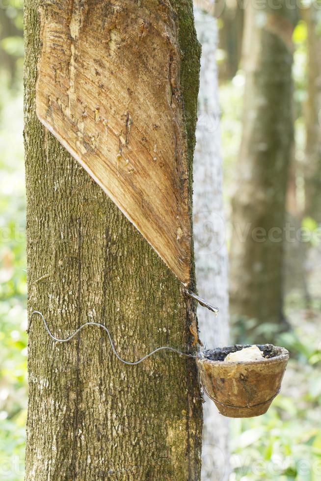 Tapping latex from a rubber tree photo