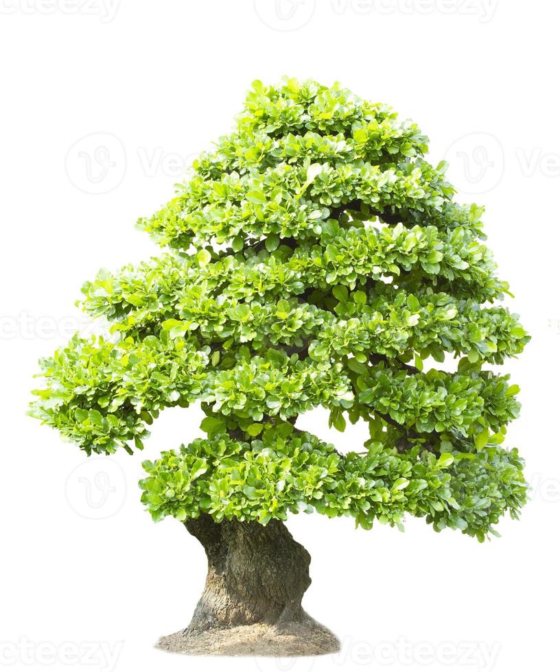 Dwarf tree isolated on white background 8562097 Stock Photo at Vecteezy