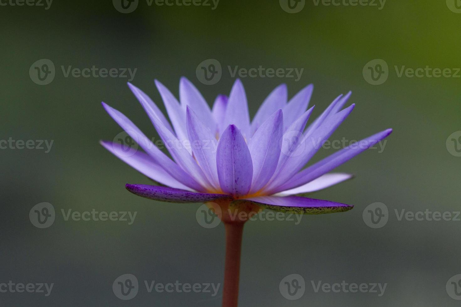 Close up image of purple waterlily photo