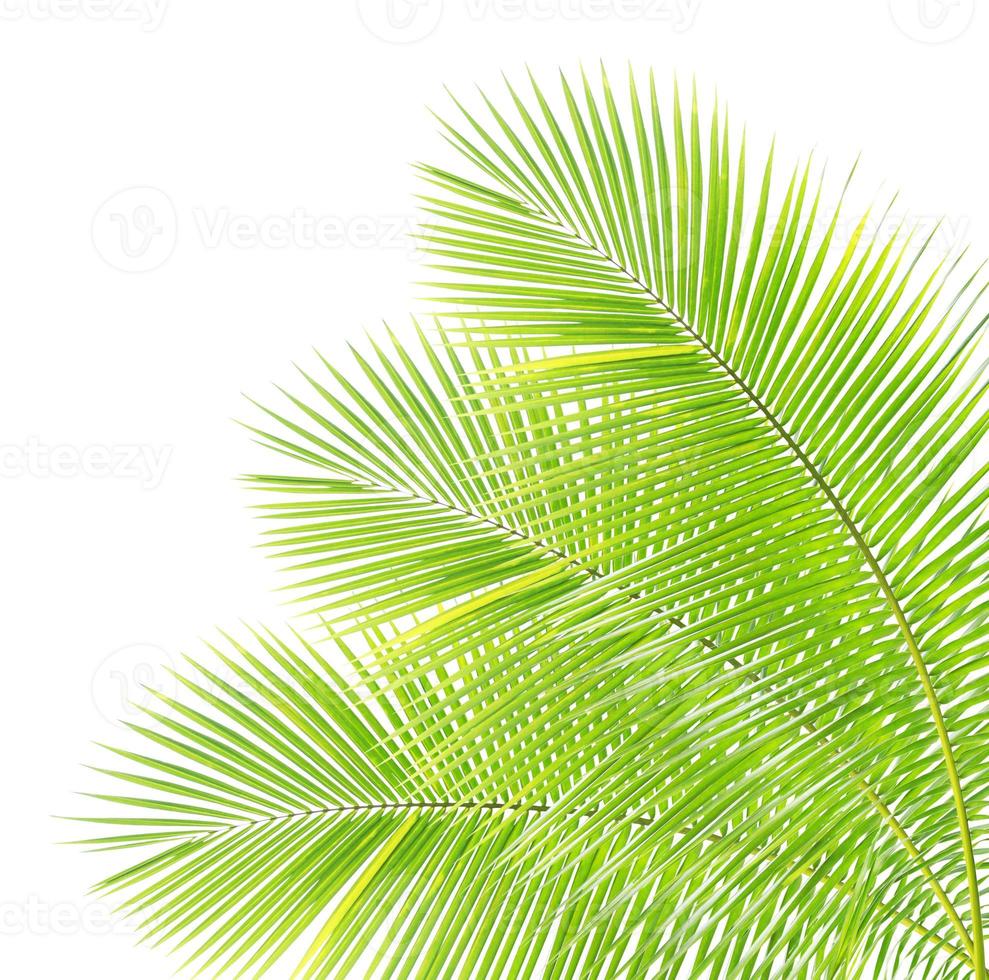 coconut leaf isolated photo