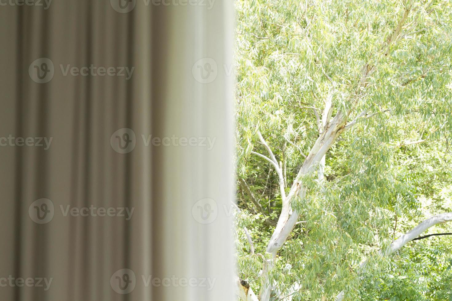 Curtain with window view from green tree background photo