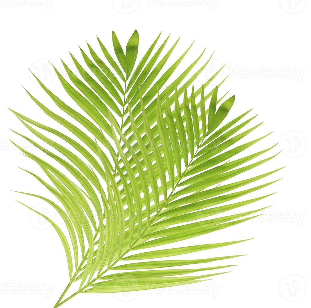 Green palm leaf isolated on white background photo