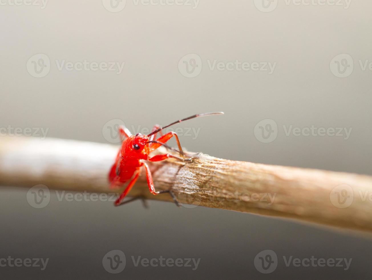 Red young firebug on little brown skick photo