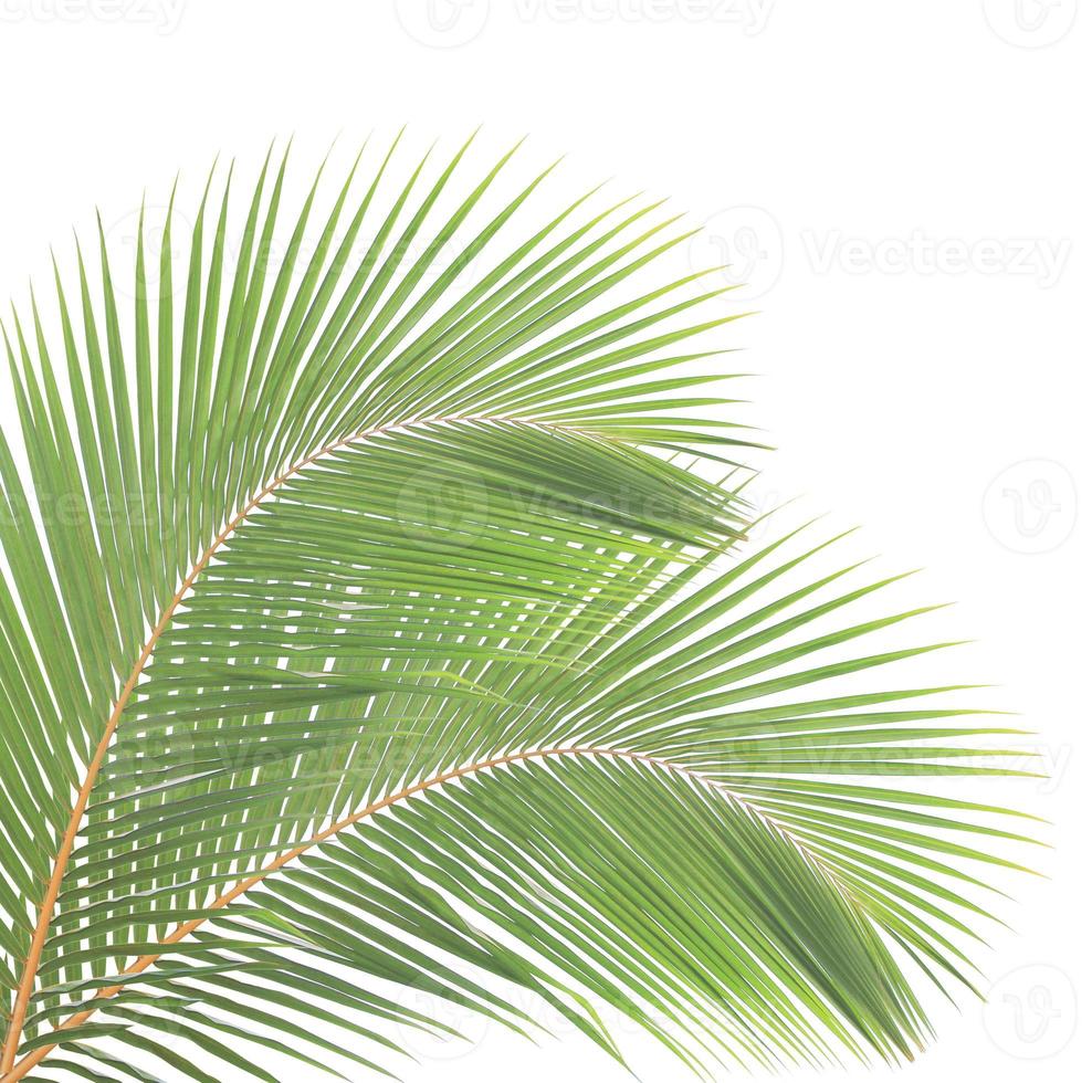 Coconut leaf isolated on white background photo