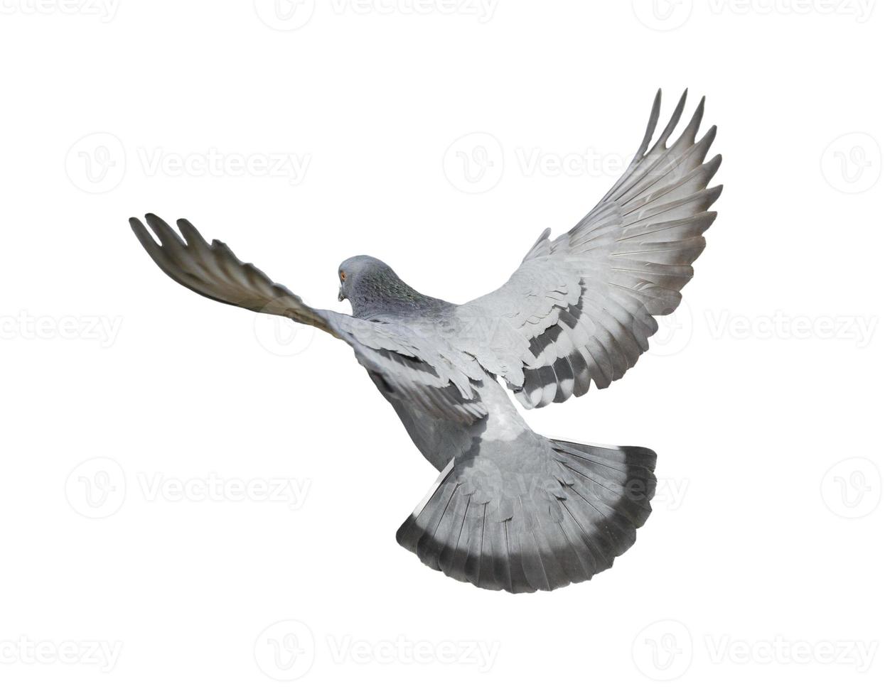 Pigeons flying isolated on white background photo