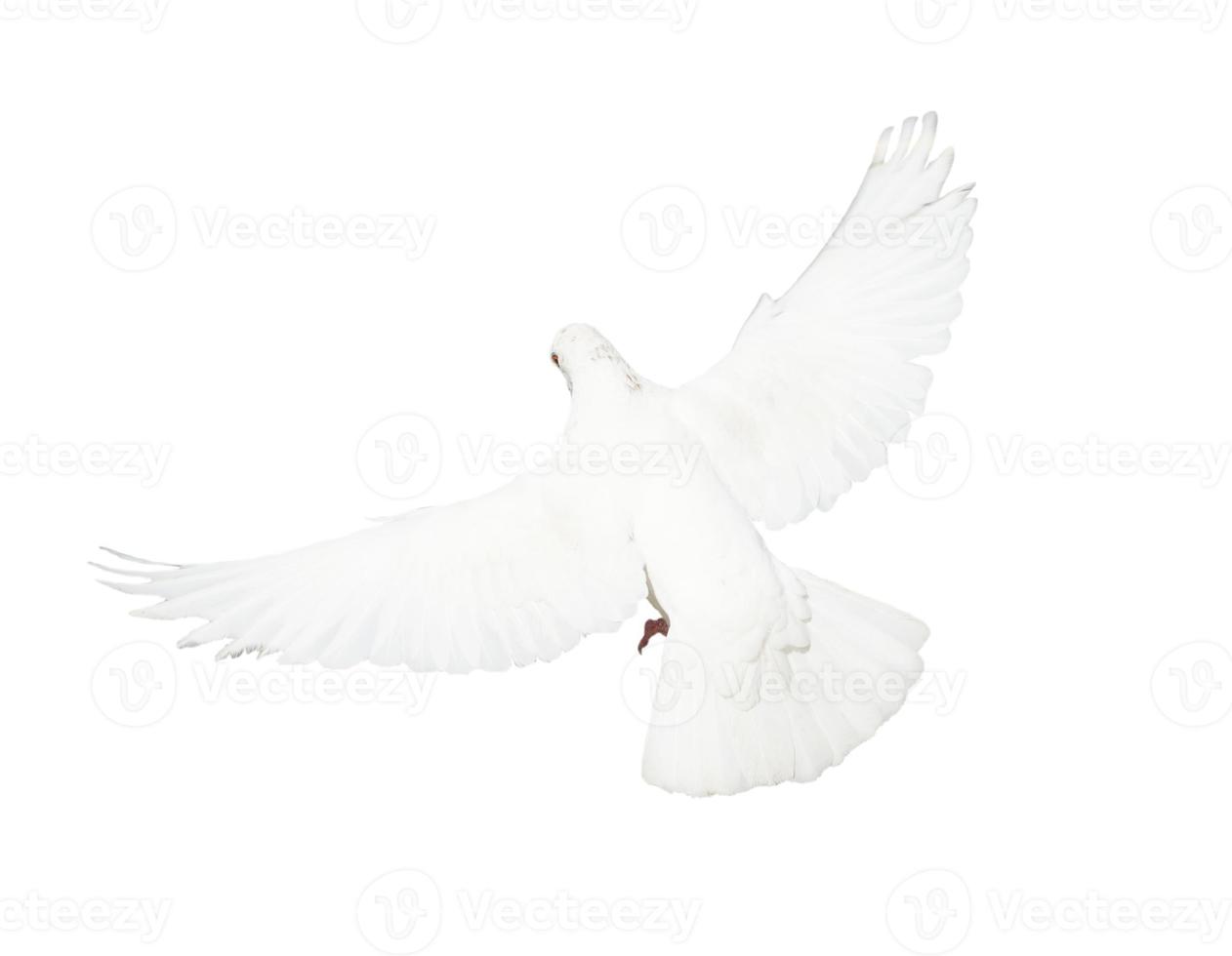 White pigeon isolated photo