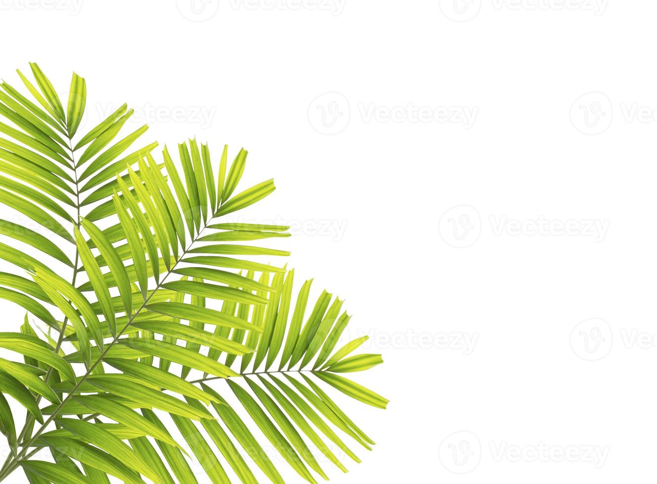 Palm leaf isolated on white background photo