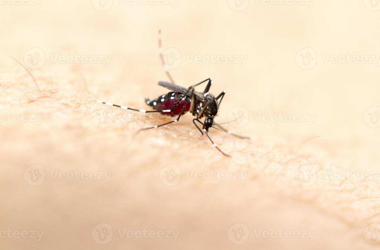 Mosquito on human skin photo