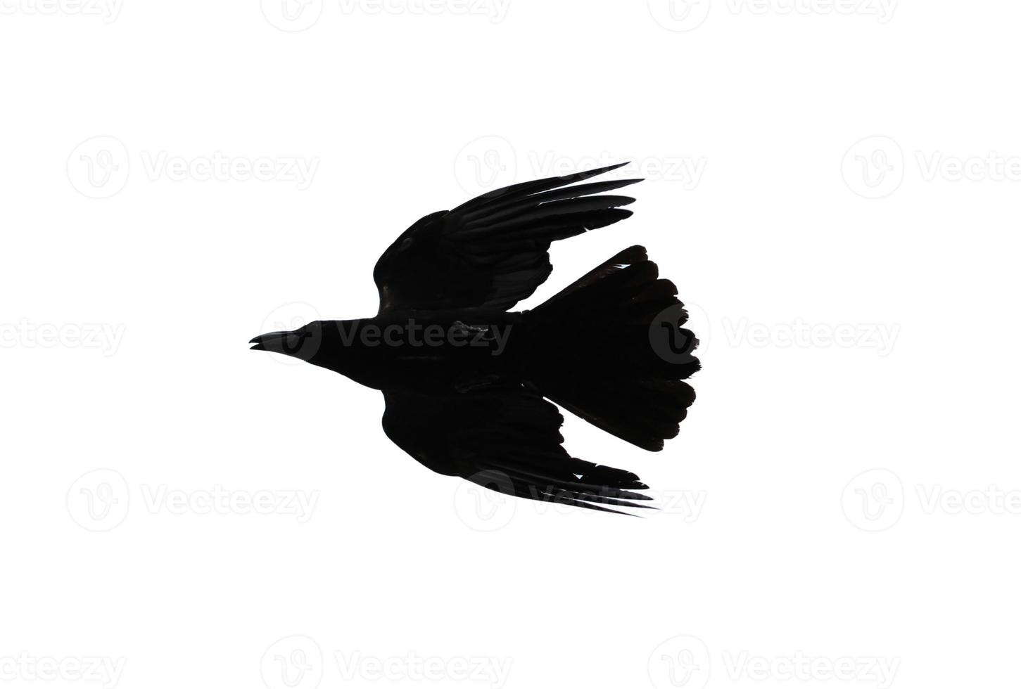 Silhouette of crow isolated on white background photo