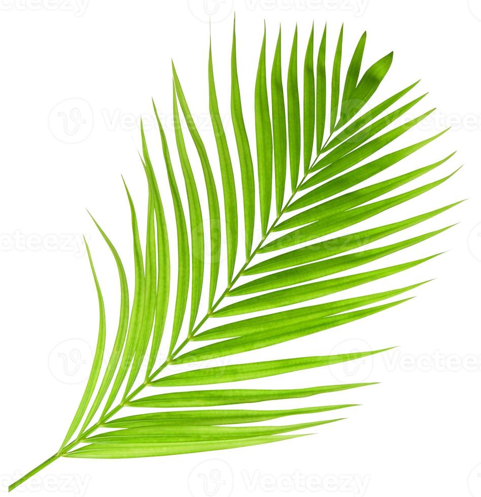 Green palm leaf isolated on white background photo