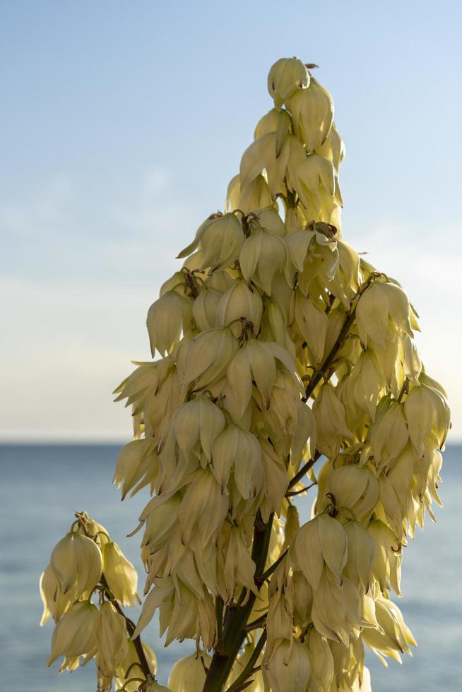 Mediterranean succulent plant of Yucca gloriosa white flowering branch photo