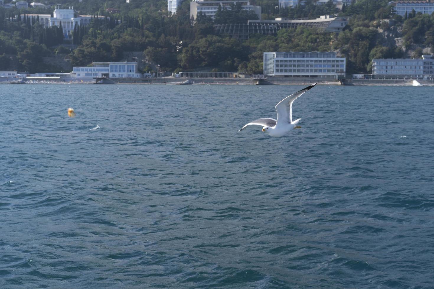 Seascape with a flying white gull photo