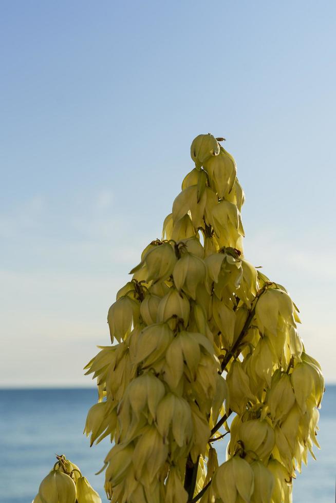 Mediterranean succulent plant of Yucca gloriosa white flowering branch photo