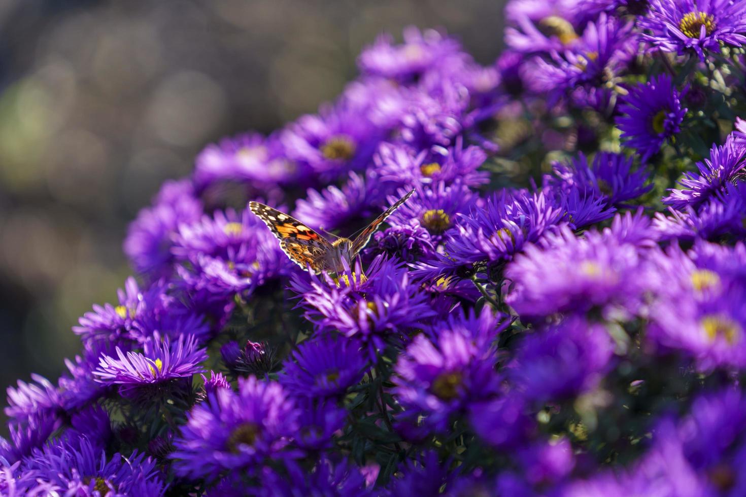 Natural background with purple Symphyotrichum novi-belgii aster colors photo