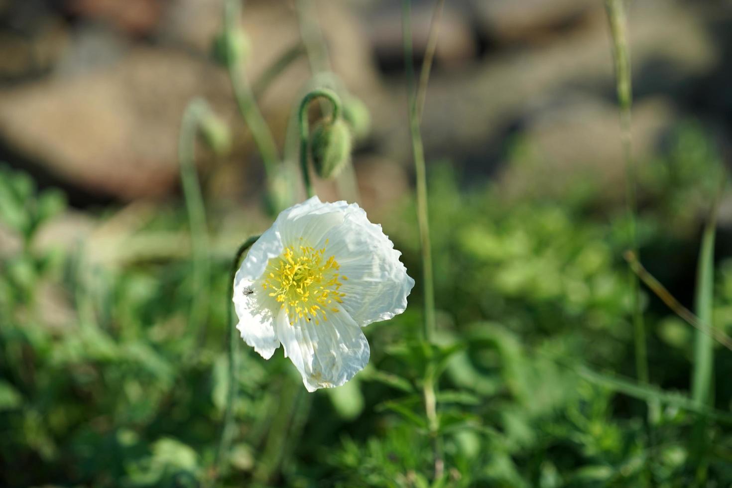 Beautiful white poppy on a blurry background. photo