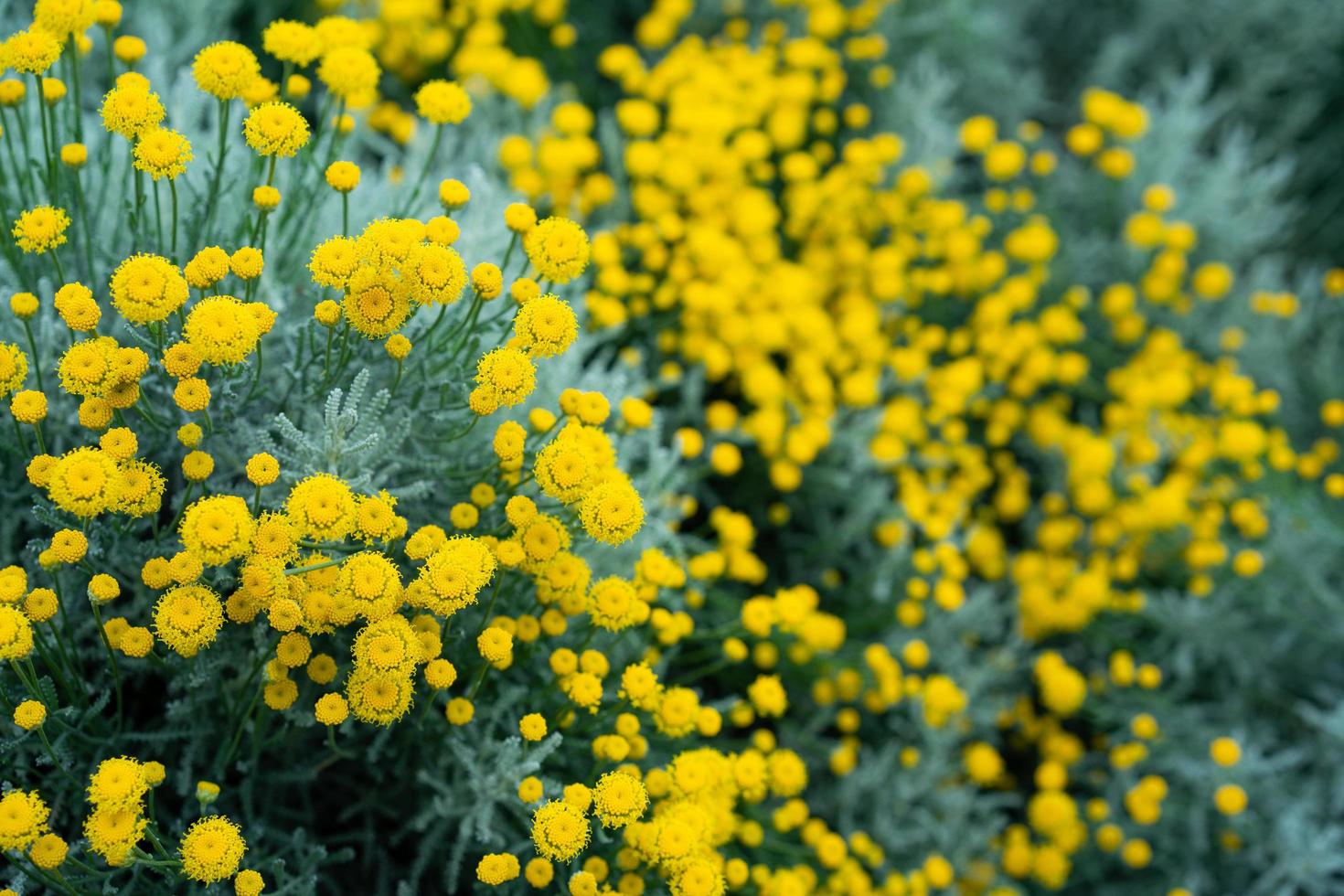 Natural background with decorative yellow chrysanthemum flowers photo