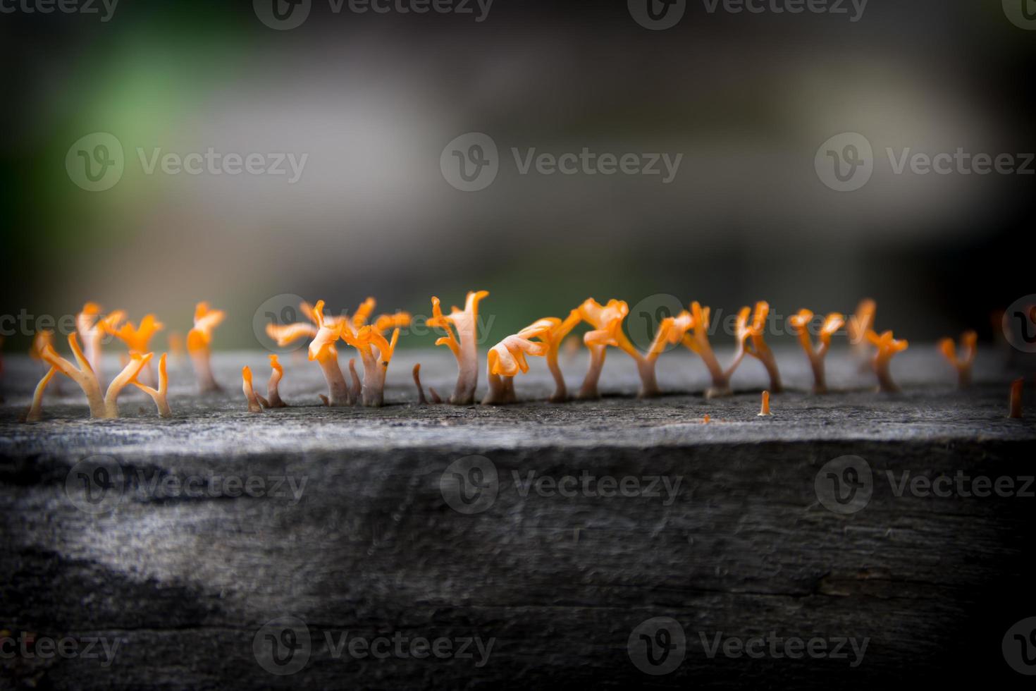 Small orange mushrooms growing on the black wood. photo